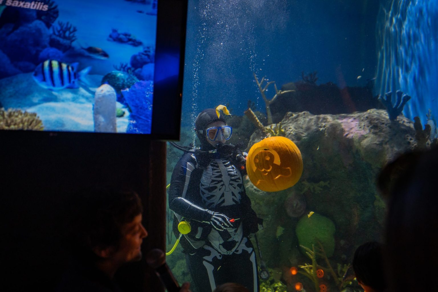 Underwater pumpkin carving at Boo at the Boardwalk in the Jenkinson's Aquarium