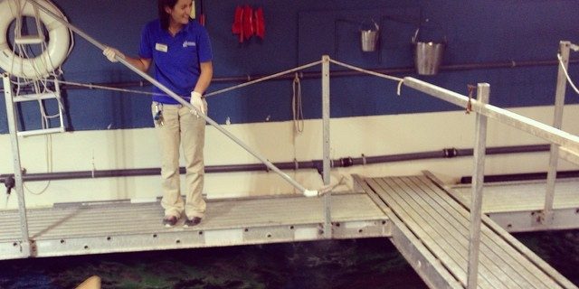 jenkinsons-aquarium-feeding