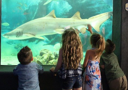 Children looking through the glass of the Shark Tank at Jenkinson's Aquarium. Shark swimming by. 