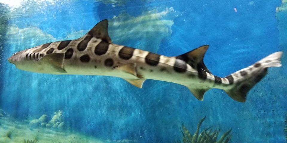 jenkinsons-aquarium-tiger