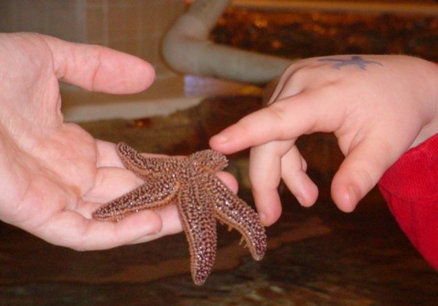 jenkinsons-aquarium-touch-tank