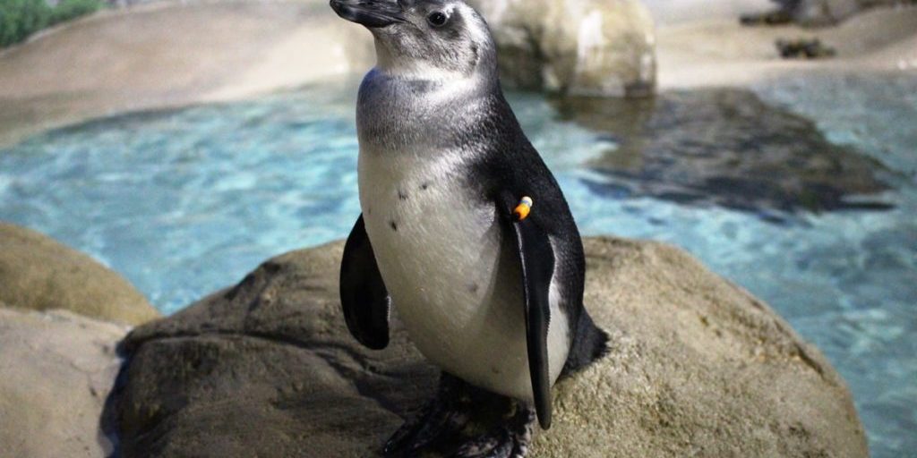 Penguin standing on rock in enclosure at the zoo