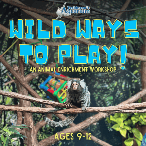 Wild Ways to Play